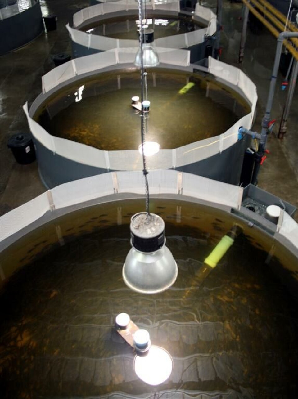 Recirculating Scuba System Recirculating aquaculture systems reviewed