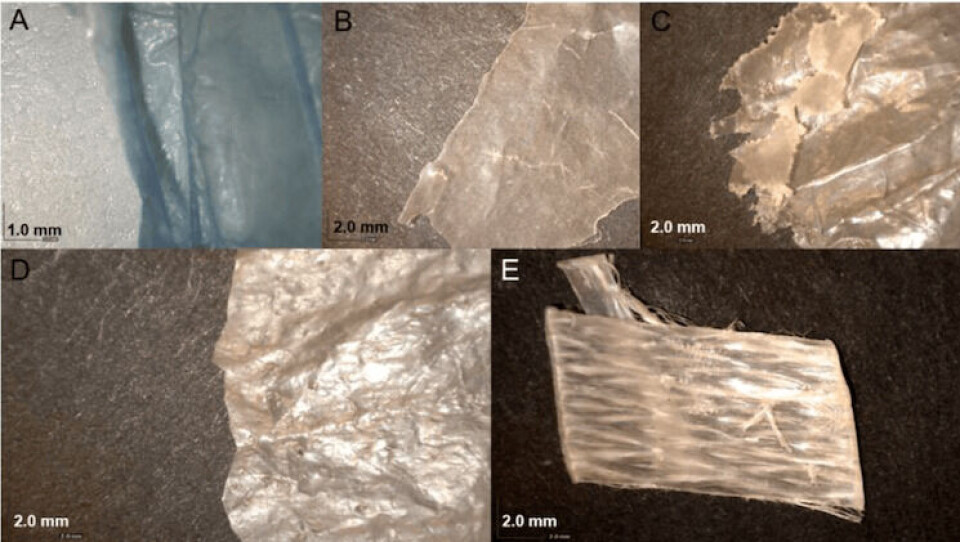 Some of the plastic samples analysed in the study. Photo: Radisic et al., 2020.