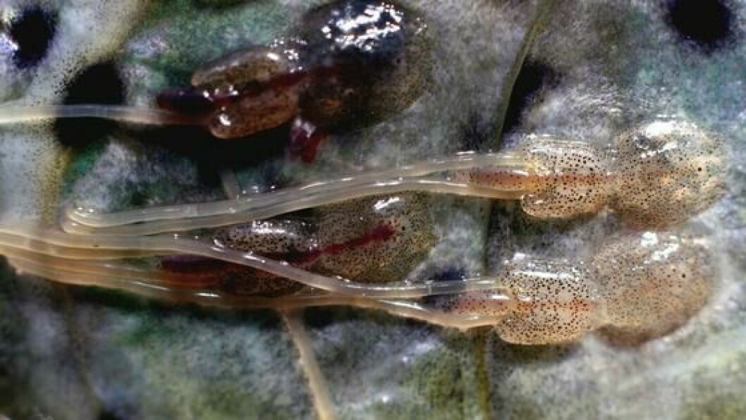 Treatments with water at -1°C for 10 minutes and 1°C for 240 minutes reduced the loads of mobile lice, but created damage to the skin and eyes of the salmon. Photo: Marine Research Institute.
