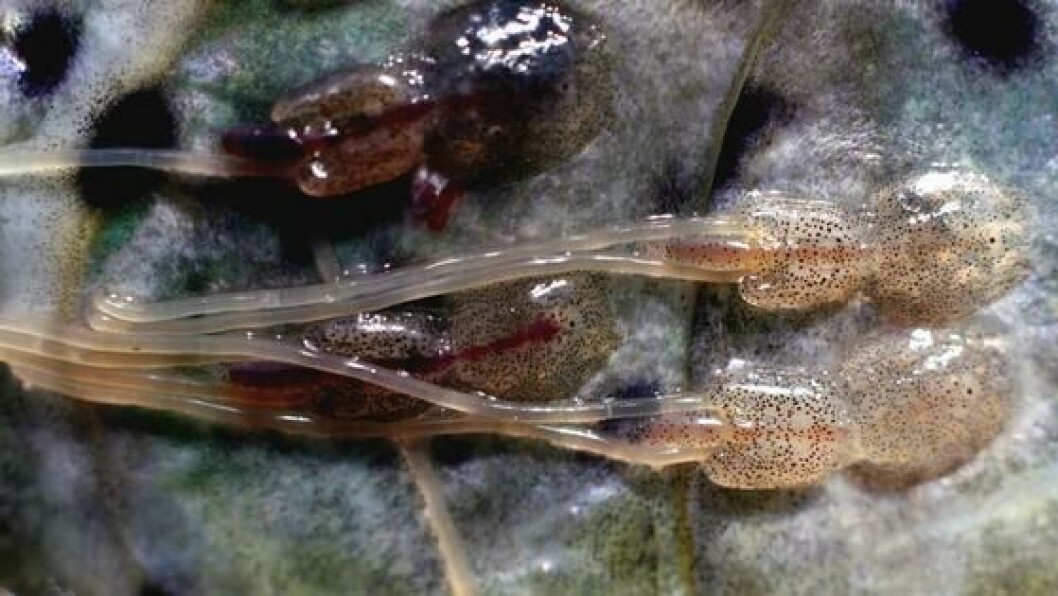 Treatments with water at -1°C for 10 minutes and 1°C for 240 minutes reduced the loads of mobile lice, but created damage to the skin and eyes of the salmon. Photo: Marine Research Institute. Treatments with water at -1°C for 10 minutes and 1°C for 240 minutes reduced the loads of mobile lice, but created damage to the skin and eyes of the salmon. Photo: Marine Research Institute.