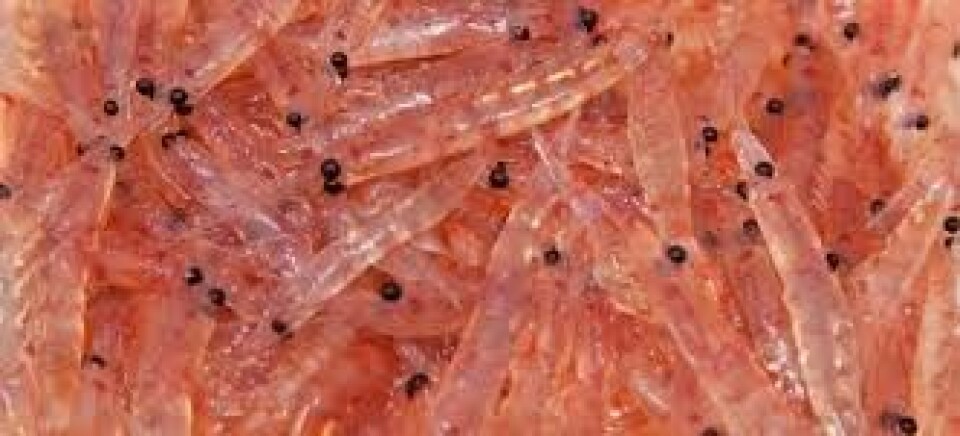 In for the krill: Aker BioMarine has bought Neptune's krill assets. Photo: Krillfacts