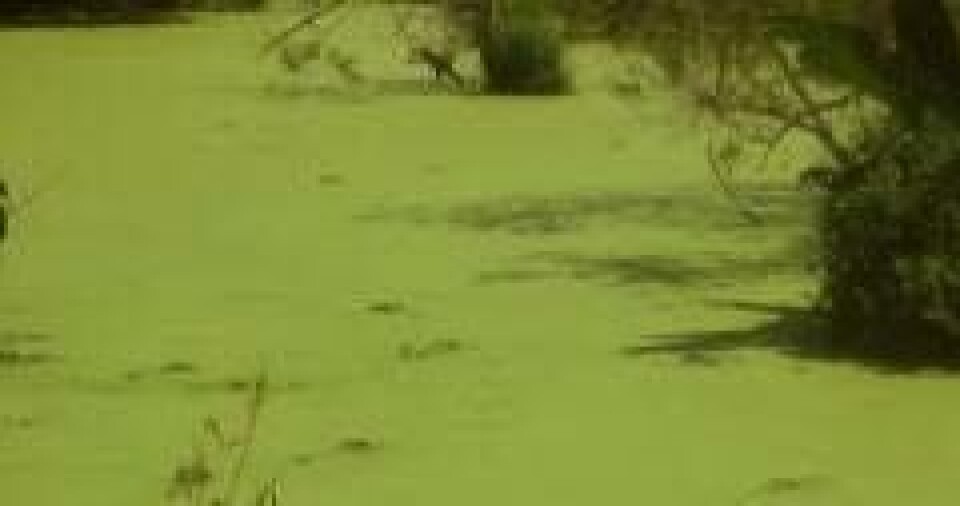Algae is described as the original source of marine omega-3s.