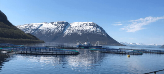 Algae kill 10,000 tonnes of fish worth £56m in Norway