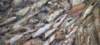 Camanchaca loses a third of its fish