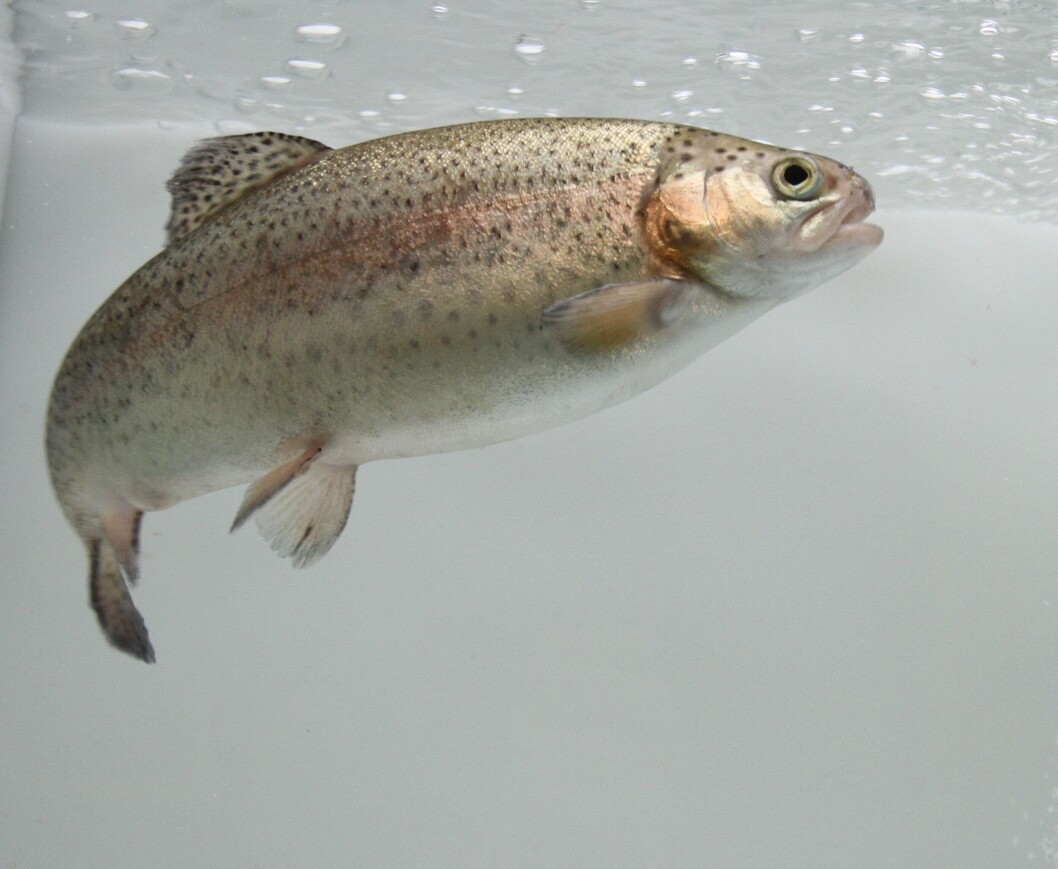 Rainbow trout fillets were discovered to keep better when coated with chitosan and PPE. Picture: Aller Aqua Research Rainbow trout fillets were discovered to keep better when coated with chitosan and PPE. Picture: Aller Aqua Research