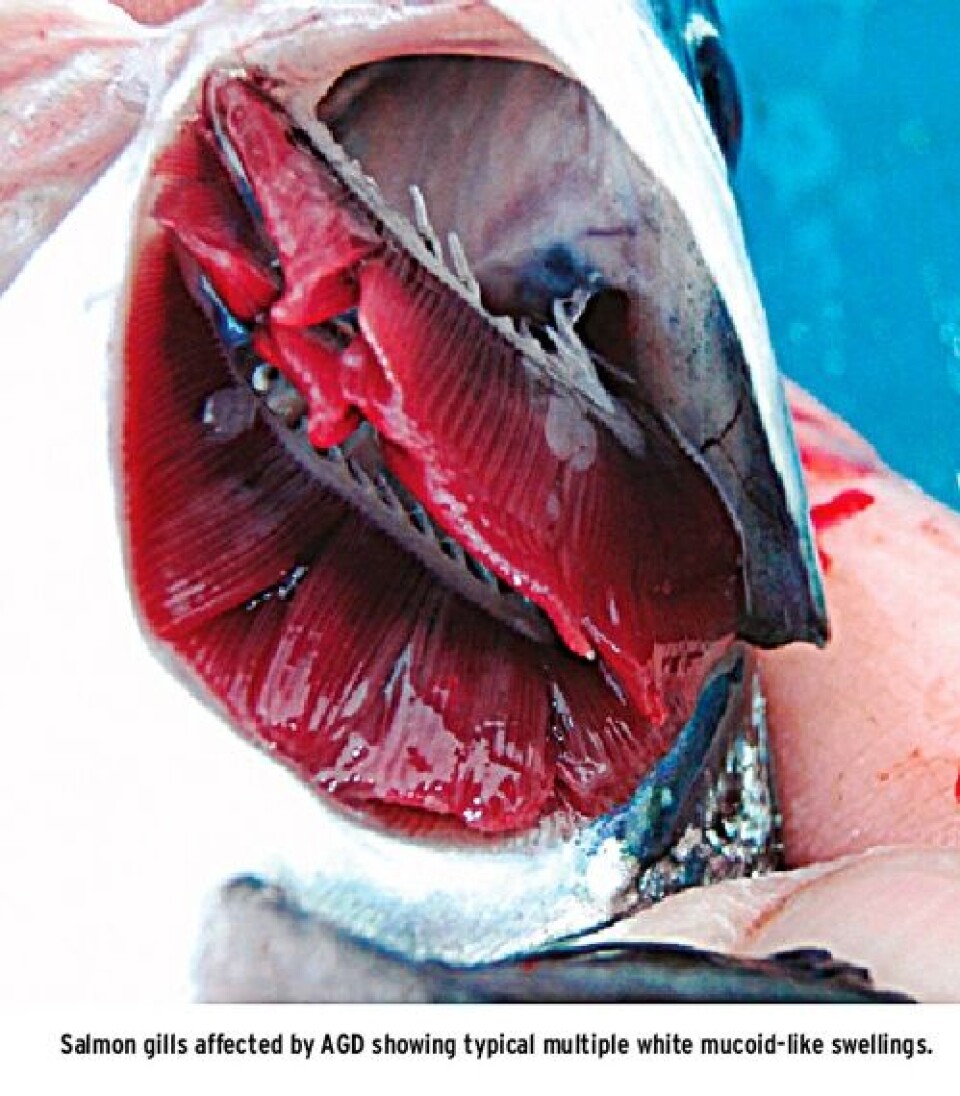 Amoebic Gill Disease