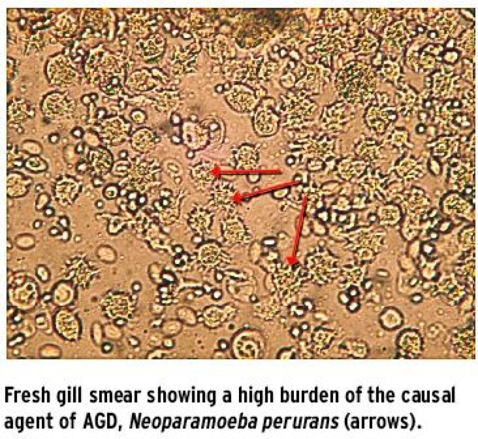 Amoebic Gill Disease