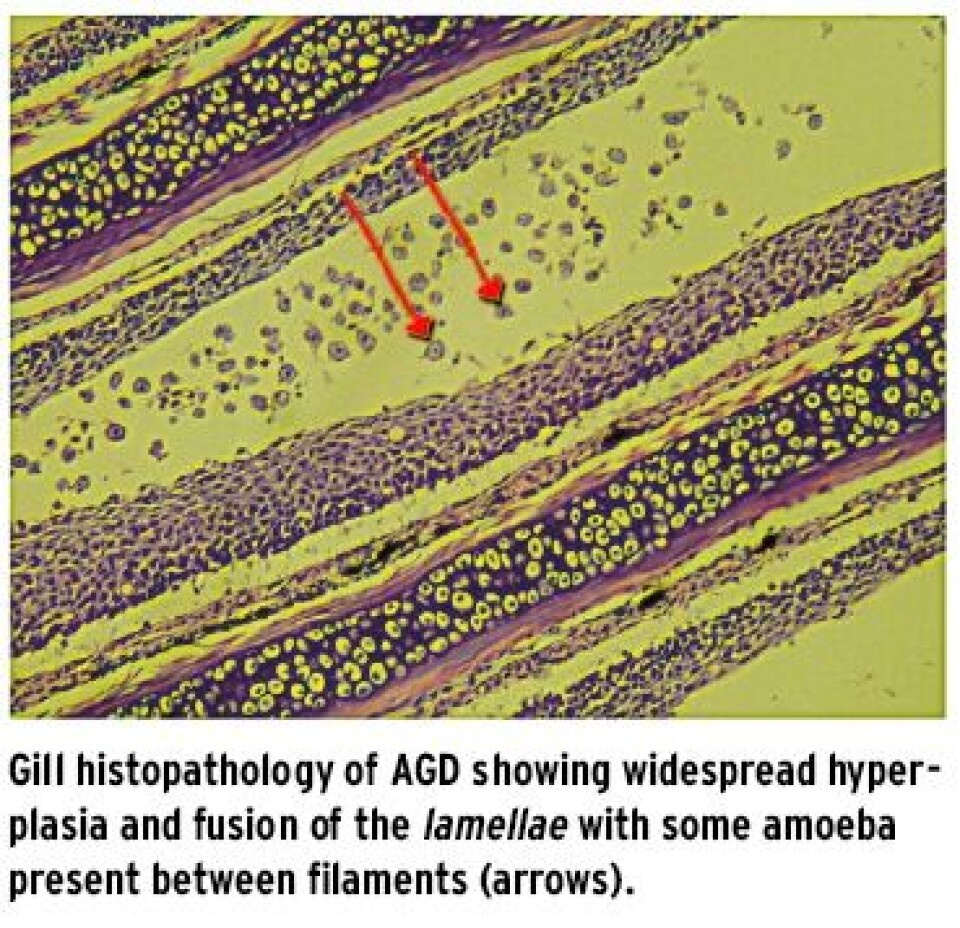 Amoebic Gill Disease