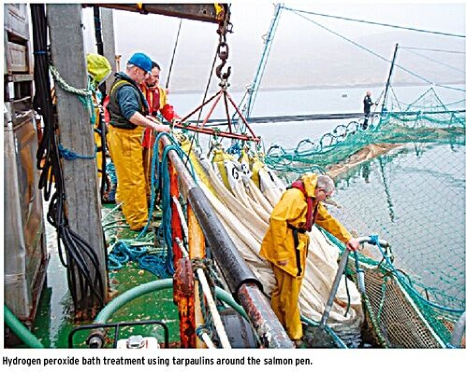 Amoebic Gill Disease