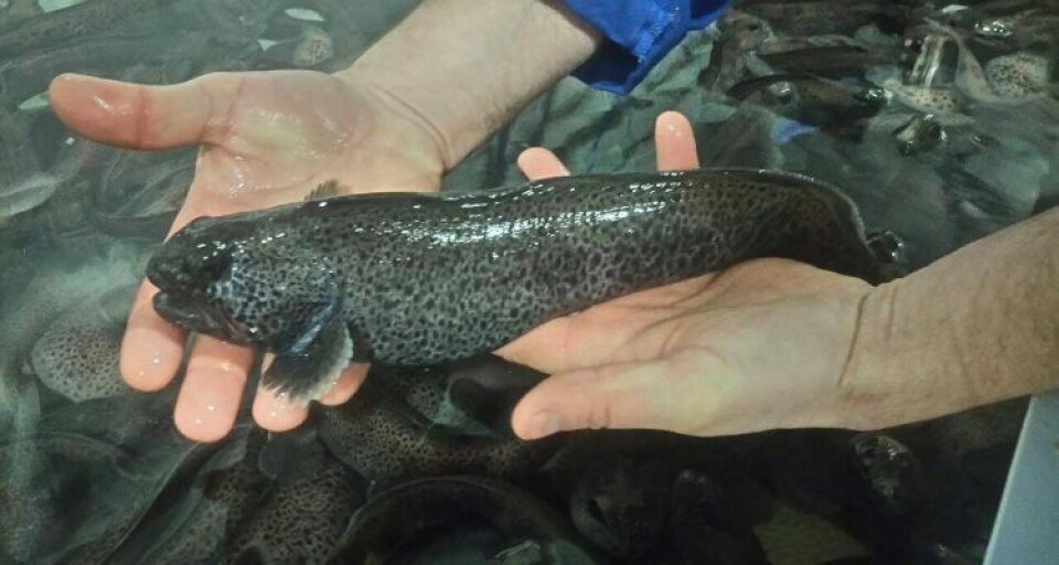 Aminor might be Norway's last wolffish producer. Image Aminor.