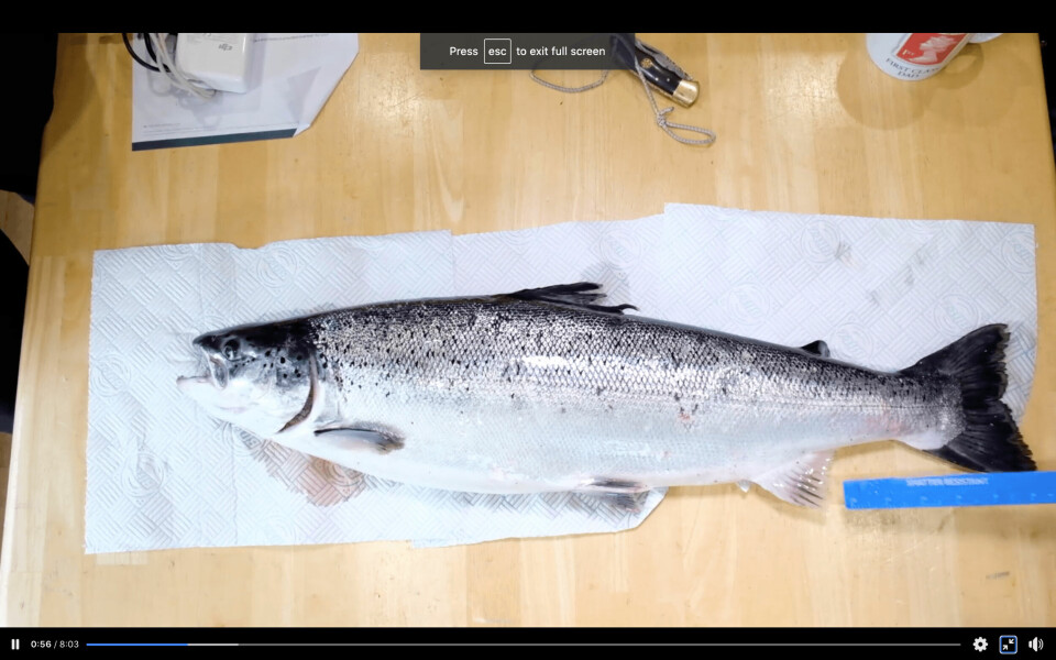 From a video showing the most common indicators of a farmed fish. Photo: Ayrshire Rivers Trust