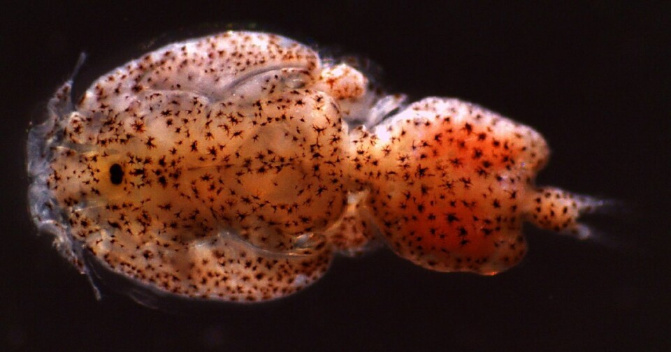 Anglo-Chilean lice research launched