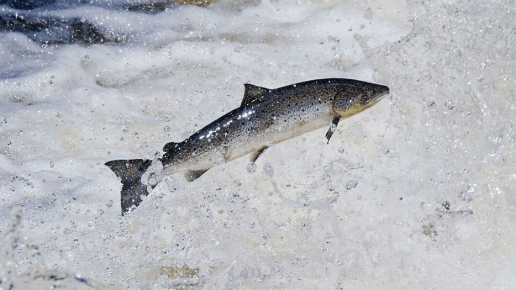 The SIWG has made 42 recommendations concerning farmed and wild salmon interaction. The SIWG has made 42 recommendations concerning farmed and wild salmon interaction.