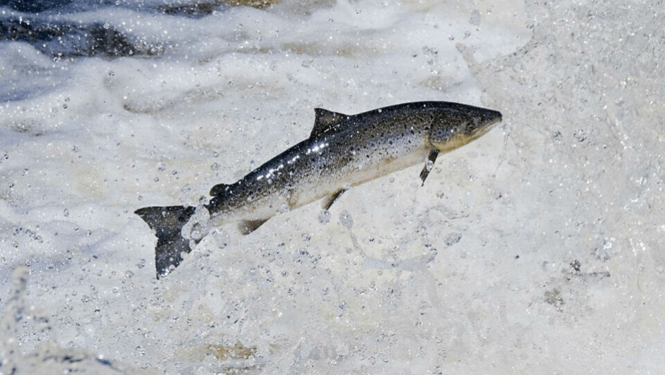 The SIWG has made 42 recommendations concerning farmed and wild salmon interaction.