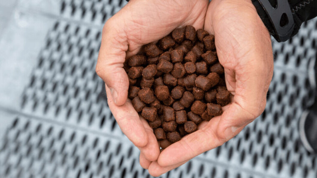 Alltech aquafeed pellets. Image: Alltech Alltech aquafeed pellets. Image: Alltech