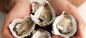 Value of Irish oysters revealed