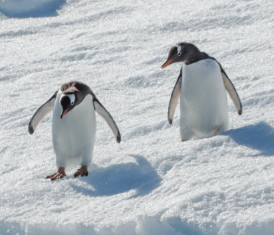 Penguins are among the creatures that depend on krill's support for the ecosystem. Photo: AWR.