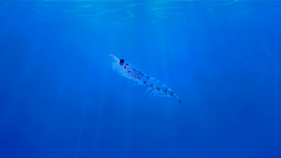 AWR has spent $1 million supporting research to make sure krill exploitation is sustainable. Photo: AWR.