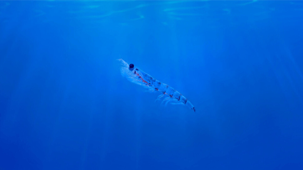 Phospholipids derived from krill like this one have been shown to benefit fish larvae.