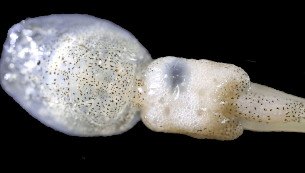 Pulcea H2o2 Pulcea granted £540k for add-on lice killer