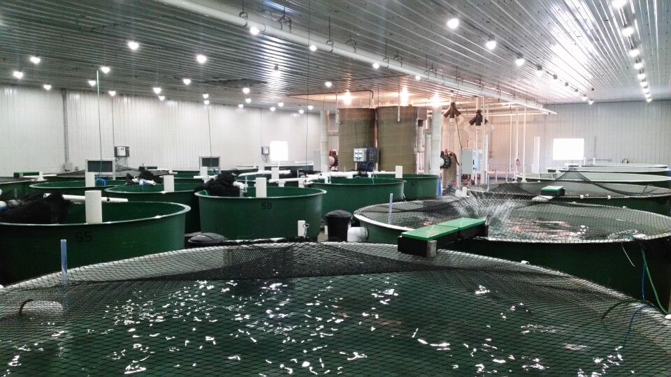 AquaBounty's R&D hatchery at Rollo Bay, Prince Edward Island, Canada. Sylvia Wulf will become the firm's chief executive on January 1.