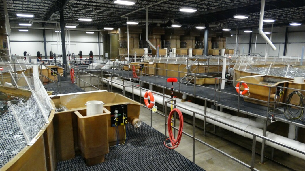 Grow-out tanks at AquaBounty's farm in Indiana. Harvest of conventional salmon begins next month. Photo: AquaBounty.