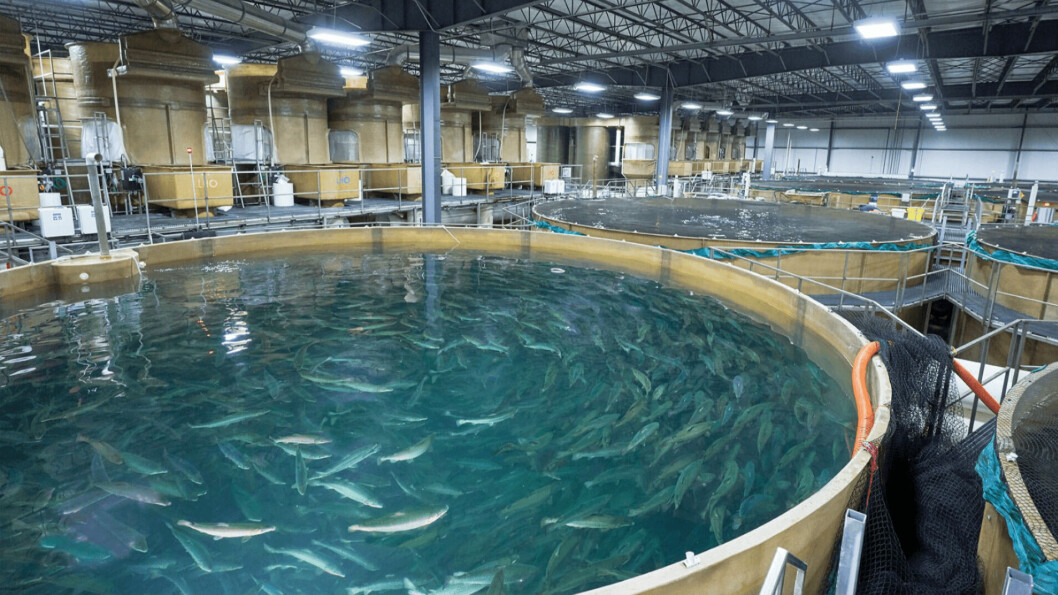Grow-out tanks at AquaBounty's RAS in Indiana. GM salmon grow more quickly than conventional salmon. Photo: AquaBounty.