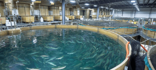 AquaBounty sold salmon worth $783,000 last year
