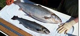 AquaBounty considers ‘labelling options’ for GM salmon in Canada