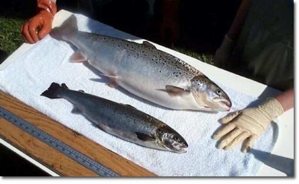 A genetically-modified AquAdvantage salmon and a non-GM farmed salmon at the same age. Photo: AquaBounty.