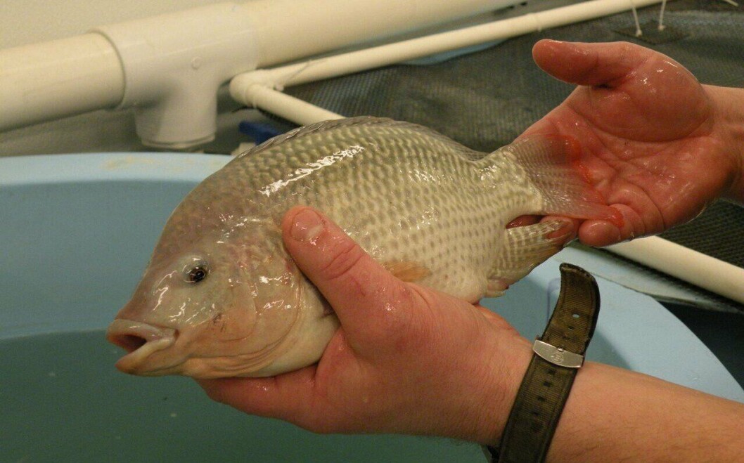 Tilapia is the fourth most consumed seafood after shrimp, salmon and canned tuna. Tilapia is the fourth most consumed seafood after shrimp, salmon and canned tuna.