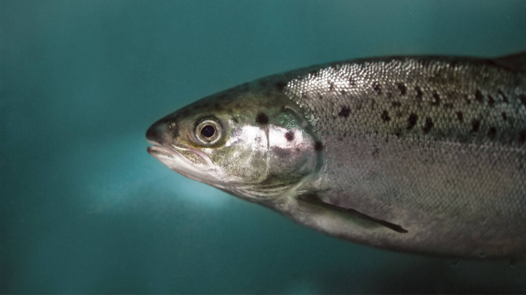An AquAdvantage salmon seen through a porthole in a tank at the company's RAS facility in Albany, Indiana. Photo: AquaBounty. An AquAdvantage salmon seen through a porthole in a tank at the company's RAS facility in Albany, Indiana. Photo: AquaBounty.
