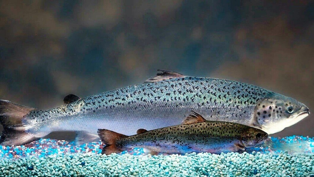 AquaBounty's GM salmon grow more quickly than conventional fish, which the company says offers RAS farmers a competitive advantage. It sees its long-term future as a supplier to other farmers.Photo: AquaBounty. AquaBounty's GM salmon grow more quickly than conventional fish, which the company says offers RAS farmers a competitive advantage. It sees its long-term future as a supplier to other farmers.Photo: AquaBounty.