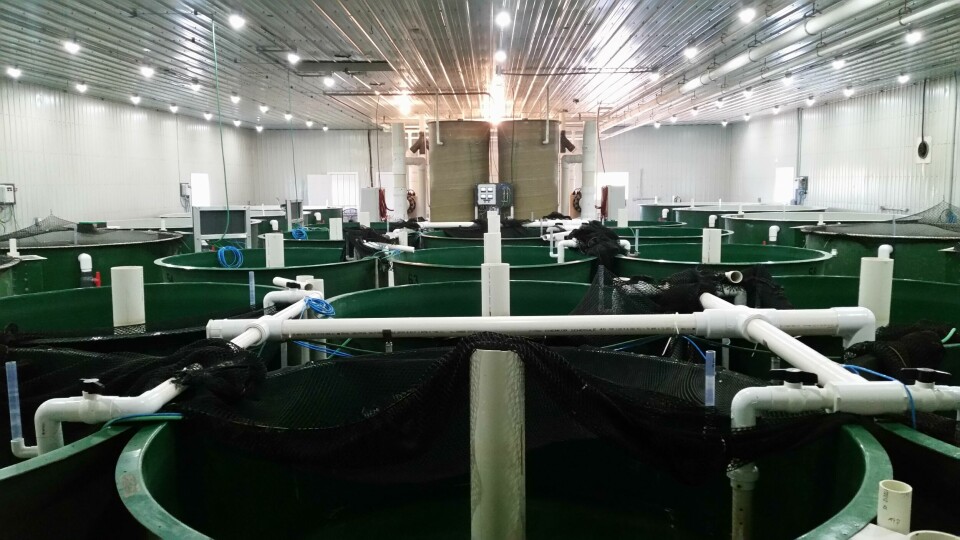 The interior of the Rollo Bay hatchery. Click on image to enlarge. Photo: AquaBounty.