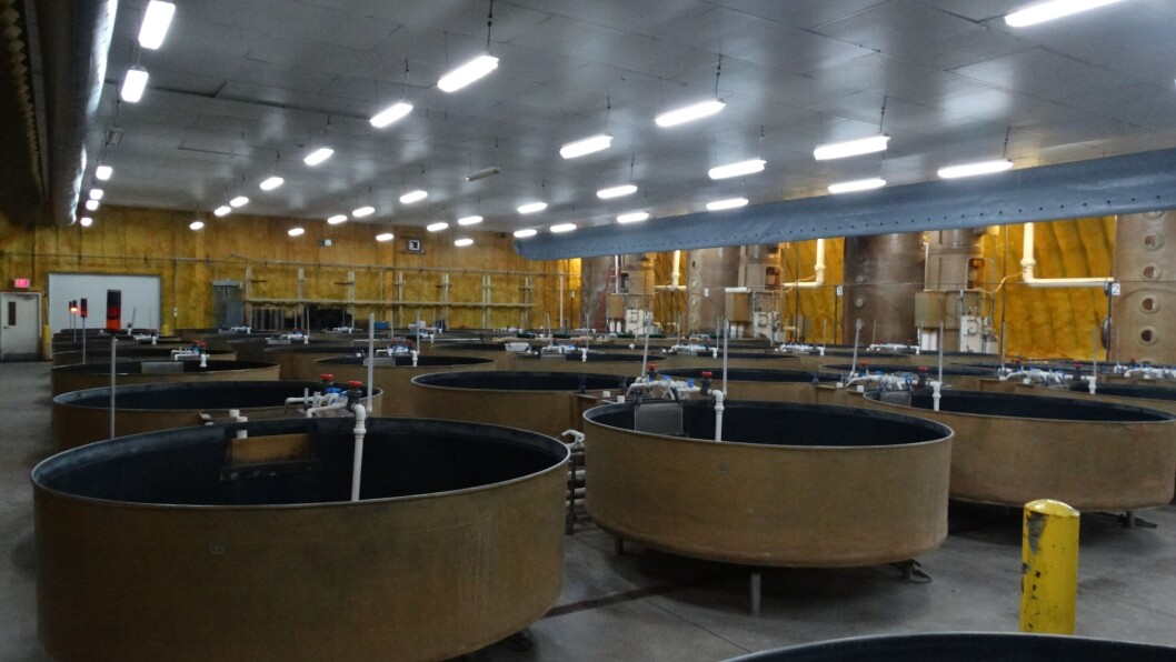 Early rearing tanks at AquaBounty's Indiana RAS facility. Photo: AquaBounty. Early rearing tanks at AquaBounty's Indiana RAS facility. Photo: AquaBounty.