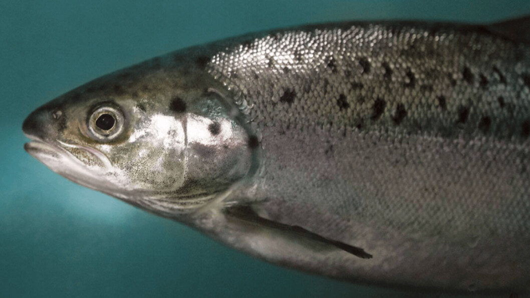 AquaBounty's AquAdvantage salmon grow more quickly in early stages than conventional Atlantic salmon. The fish are descended from stock modified more than 20 years ago when a growth hormone-regulating gene was replaced with the growth hormone-regulating gene from Pacific Chinook salmon, with a promoter sequence from ocean pout. AquaBounty's AquAdvantage salmon grow more quickly in early stages than conventional Atlantic salmon. The fish are descended from stock modified more than 20 years ago when a growth hormone-regulating gene was replaced with the growth hormone-regulating gene from Pacific Chinook salmon, with a promoter sequence from ocean pout.