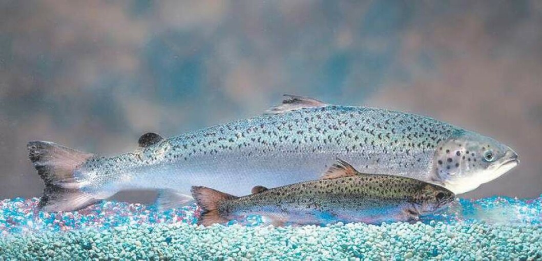 AquaBounty's transgenic AquAdvantage salmon grows much more quickly than a conventional Atlantic salmon. AquaBounty's transgenic AquAdvantage salmon grows much more quickly than a conventional Atlantic salmon.
