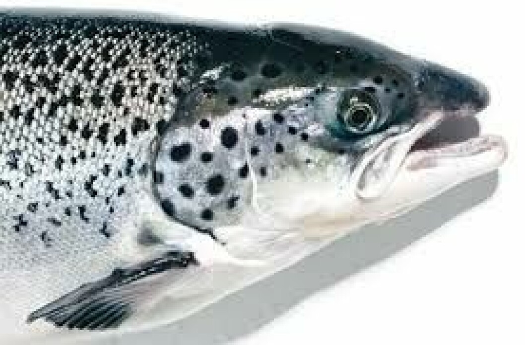 AquaBounty produces AqaAdvantage  genetically modified salmon. Image:AquaBounty