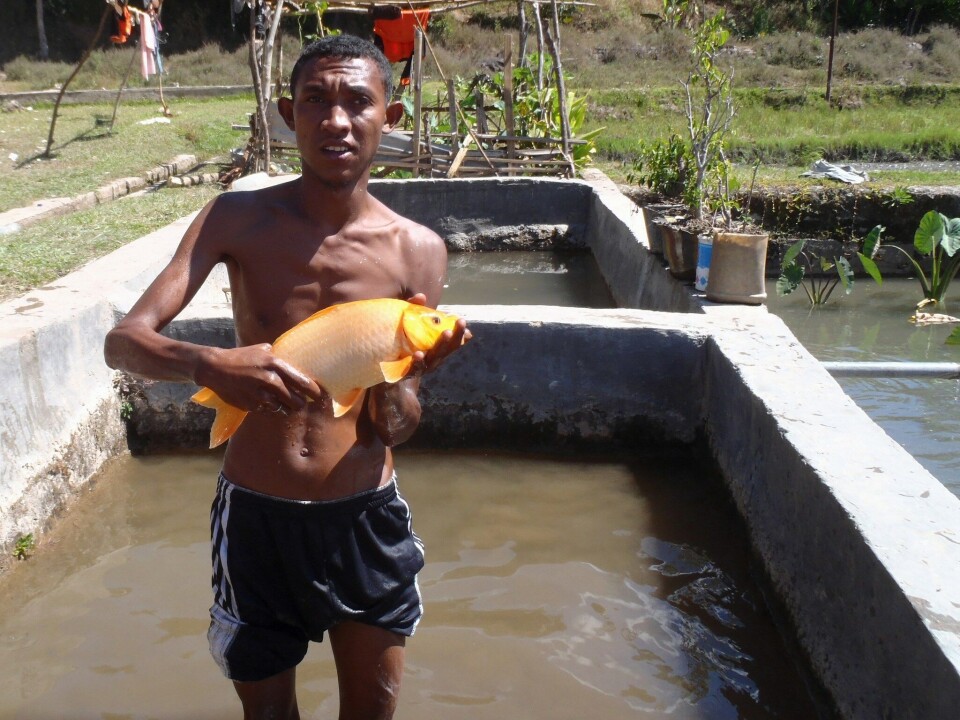 Widely grown from subsistence level upwards, carp dominated the global aquaculture market in 2015. Photo: Jharendu Pant/WorldFish.