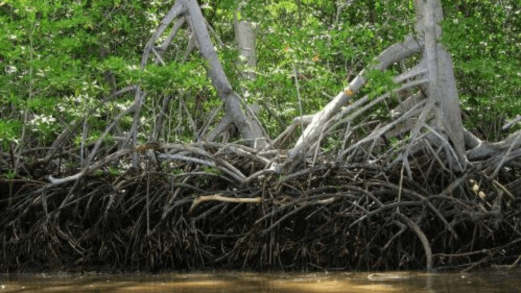 Mangrove forests sequester carbon from the atmosphere, prevent coastal erosion and provide habitat to countless species. Photo: parksandtribes.com