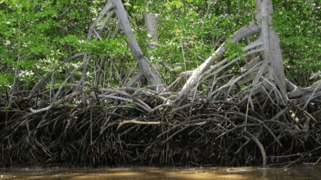 Mangrove forests sequester carbon from the atmosphere, prevent coastal erosion and provide habitat to countless species. Photo: parksandtribes.com Mangrove forests sequester carbon from the atmosphere, prevent coastal erosion and provide habitat to countless species. Photo: parksandtribes.com