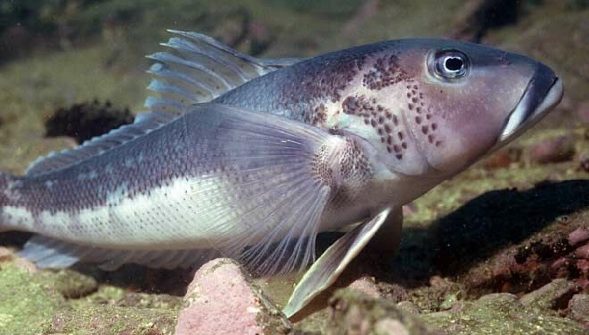 Aquaculture game-changer as scientists breed cod