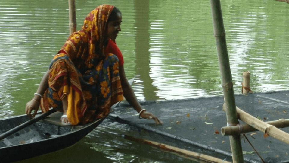 A fish farmer checks on her tilapia. Photo: Worldfish on Visualhunt / UN FAO.