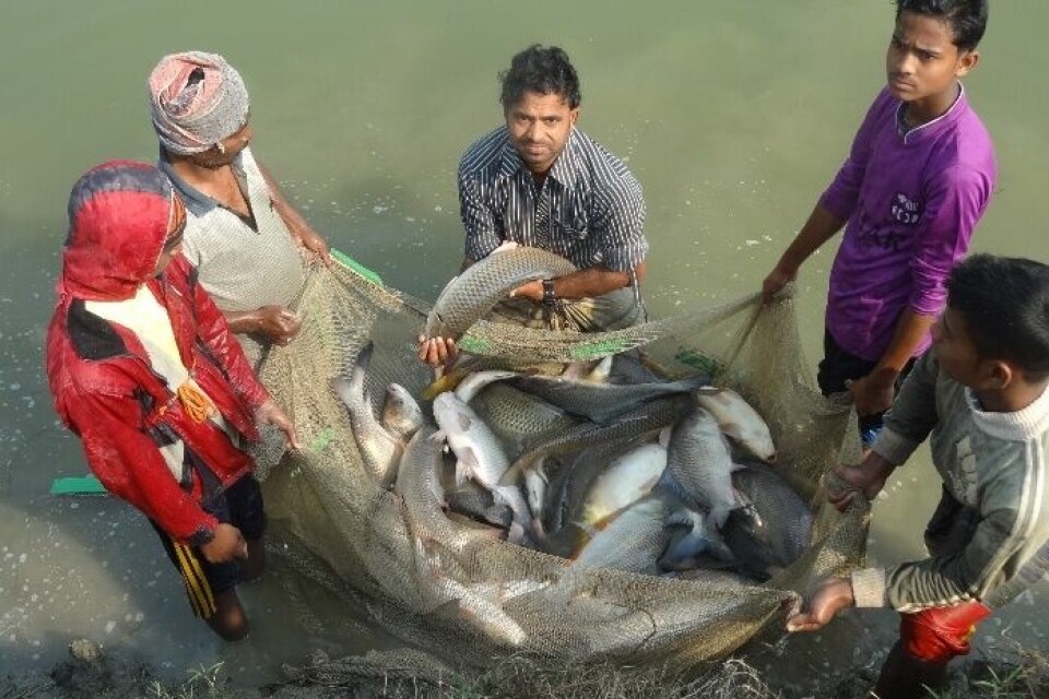 Harvest of carp from a semi-intensive polyculture pond in Rajshahi, Bangladesh. Cyprinids account for 31% of aquaculture emissions and production. Picture: FAO/Mohammad R Hasan.