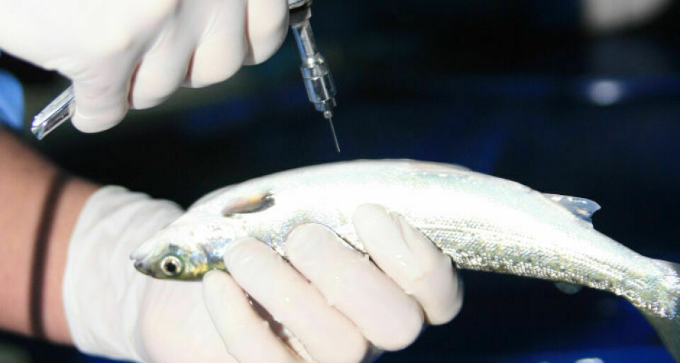 Salmon being injected with a vaccine. Image: Salmonexpert(file)