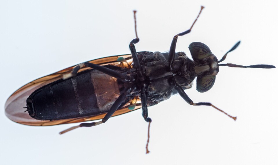 AgriProtein plans to produce protein for aquafeed from fly larvae in the UK within three years. Photo: AgriProtein