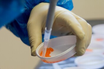 AquaGen will develop Scotland-specific ova. Photo: AquaGen. AquaGen will develop Scotland-specific ova. Photo: AquaGen.