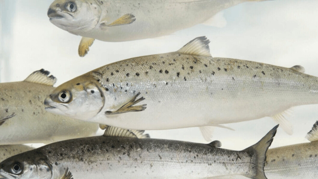 Since the start of its salmon breeding programme almost 50 years ago, growth has been important to AquaGen. Photo: Johan Wildhagen Since the start of its salmon breeding programme almost 50 years ago, growth has been important to AquaGen. Photo: Johan Wildhagen