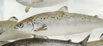 AquaGen questions need for warm seas salmon