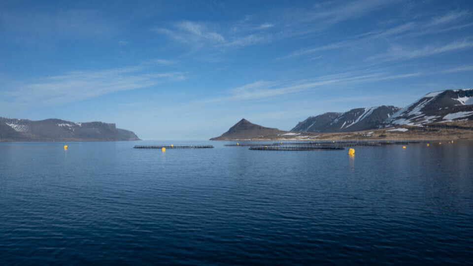 An Arctic Fish farm in Dýrafjörður. The company has applied to grow another 10,000 tonnes of biomass in the fjord. Photo: Arctic Fish.
